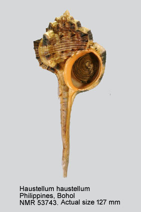Haustellum haustellum.jpg - Haustellum haustellum(LInnaeus,1758)